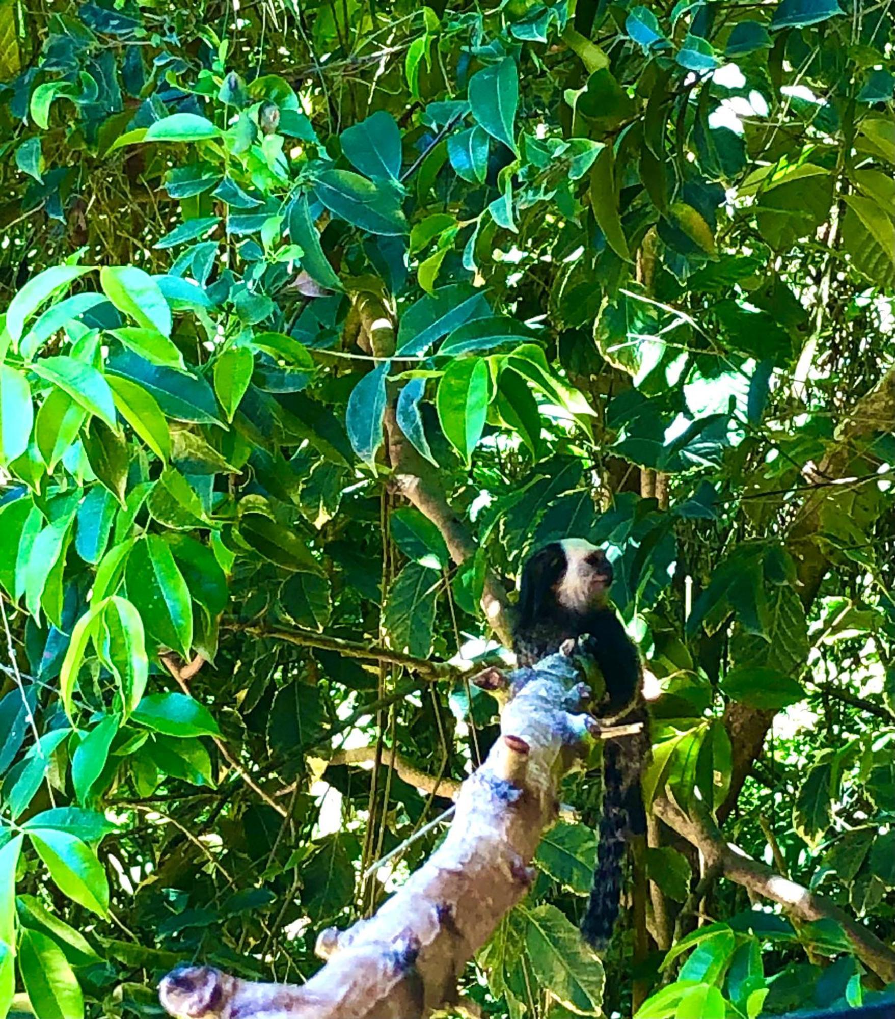 Eliza, Bangalo Vista Mar Em Trancoso Villa Dış mekan fotoğraf